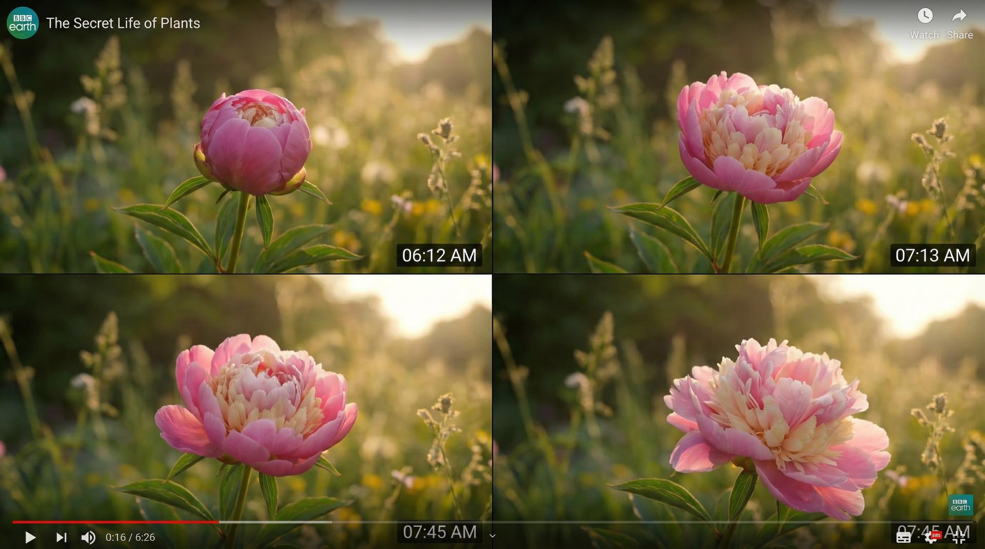 17c一起草植物视频